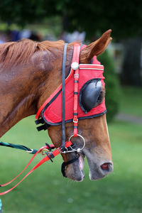 Close-up of a horse