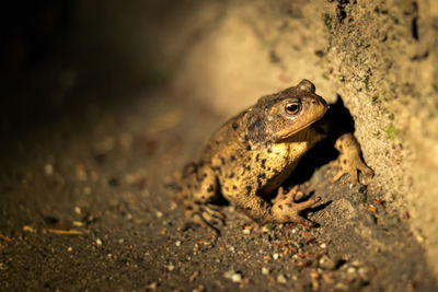 Close-up of toad on dirt field