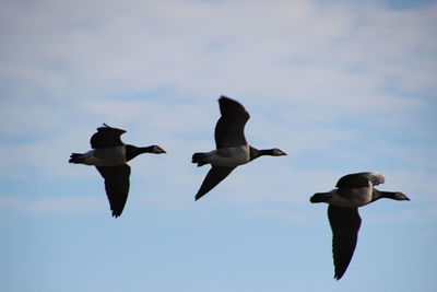 Low angle view of seagulls flying against sky