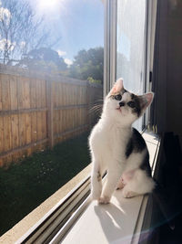 Cat sitting on window