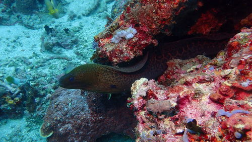 Fish swimming in sea