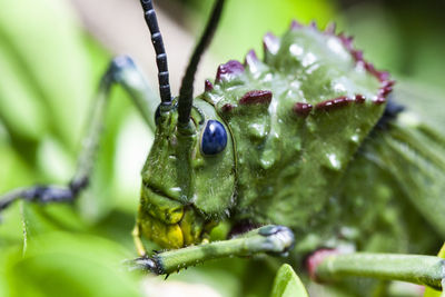 Close-up of insect on plant