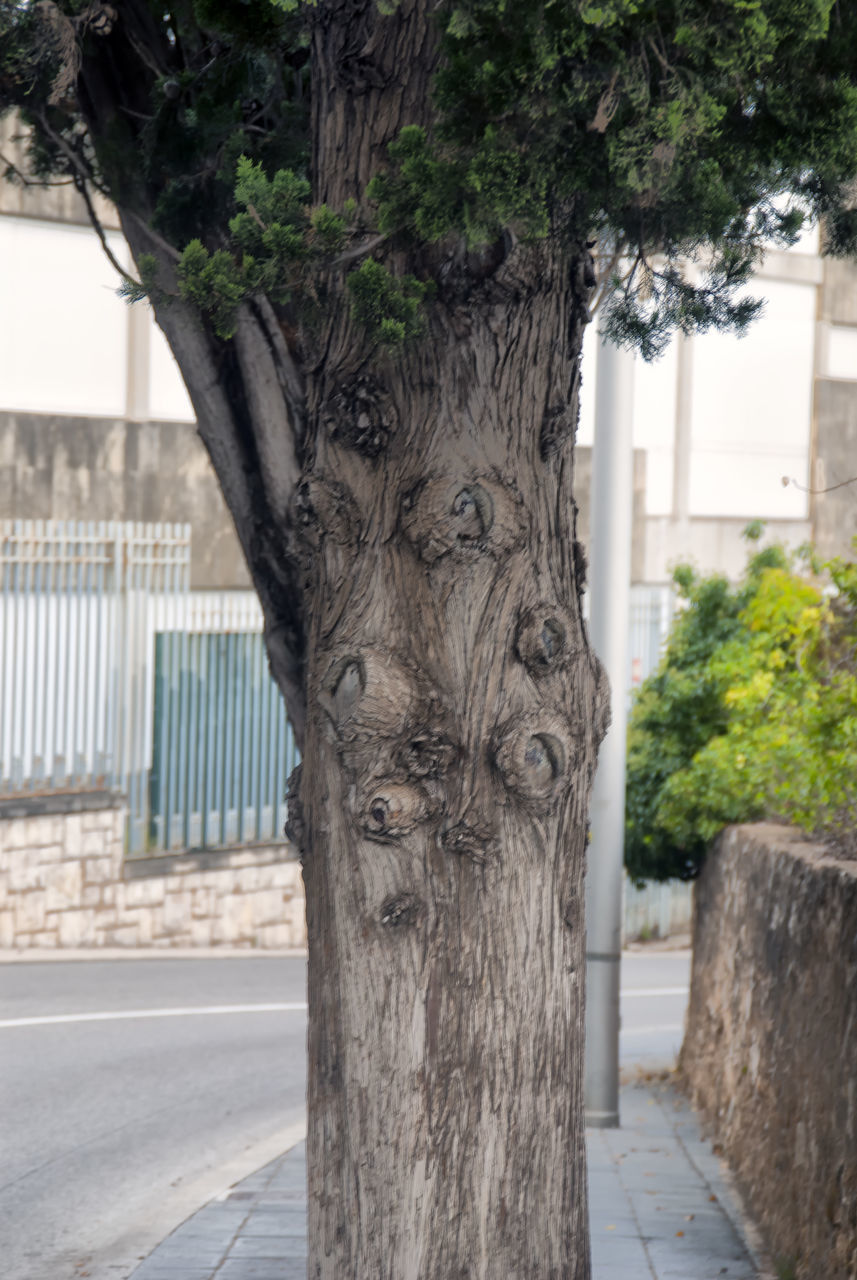 CLOSE-UP OF TREE TRUNK BY BUILDING