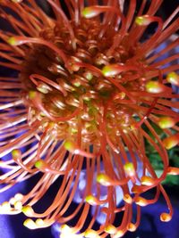 Close-up of yellow flower