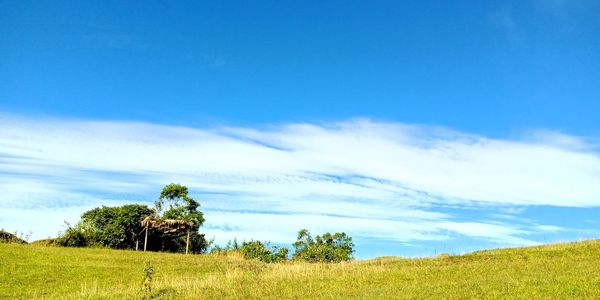 Trees on field against blue sky