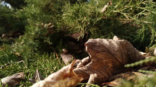 Close-up of dry leaves on field