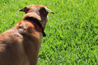 Close-up of dog on field