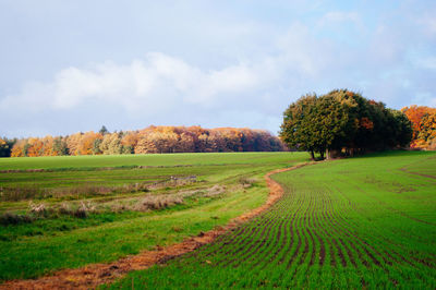 Scenic view of field against sky