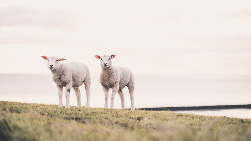 Sheep standing in a field