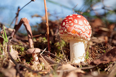 Close-up of fly agaric mushroom growing on field