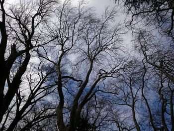 Low angle view of bare trees against sky