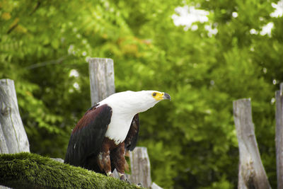 Bird perching on wooden post