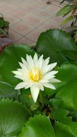 Close-up of white water lily