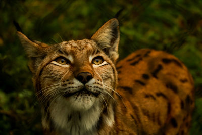 Close-up portrait of cat