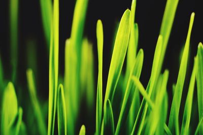 Close-up of green grass