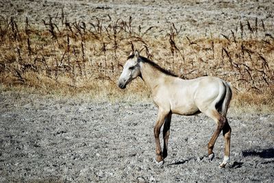 Horse standing on field