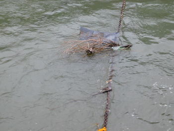 High angle view of snake on water