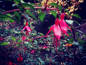 Close-up of flowers growing on tree