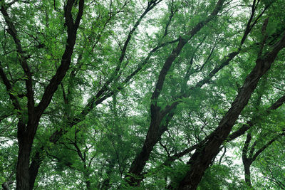 Low angle view of bamboo trees in forest