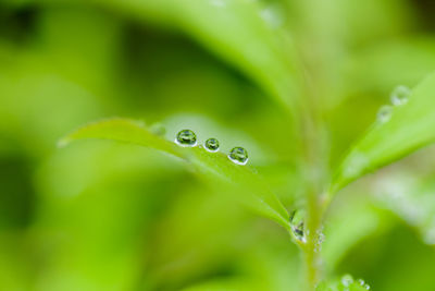 Close-up of raindrops on plant leaves