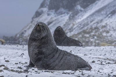 Close-up of a reptile on snow