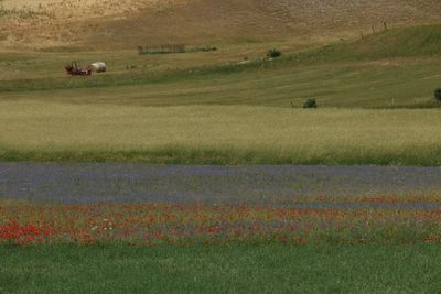 Scenic view of grassy field