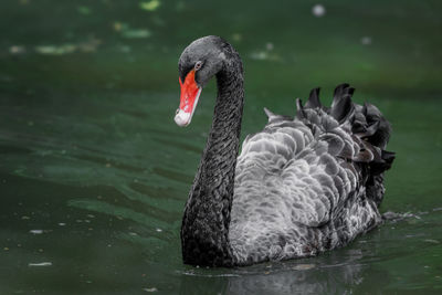 Black swans swimming in lake