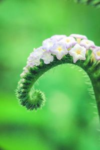 Close-up of flowers