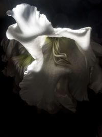 Close-up of flower over black background