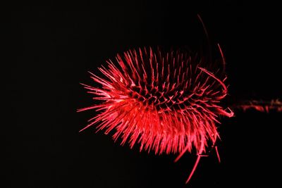 Low angle view of firework display at night