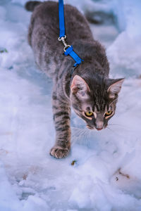 Young cat walking on snow during winter