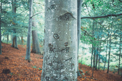 Close-up of tree trunk in forest