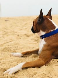 Close-up of dog at beach against sky