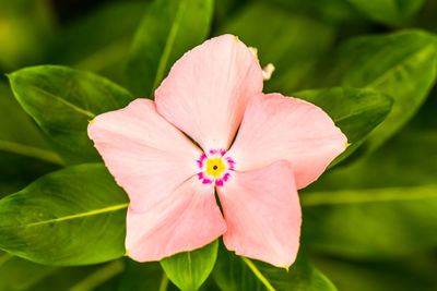 Close-up of pink rose flower