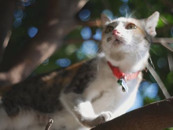 Close-up of cat looking away