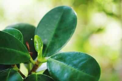 Close-up of fresh green plant