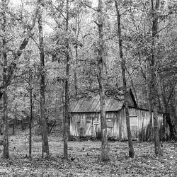 Wooden structure with trees in background