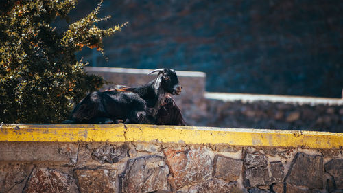 View of an animal on wall