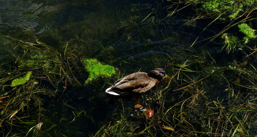 High angle view of duck swimming on lake