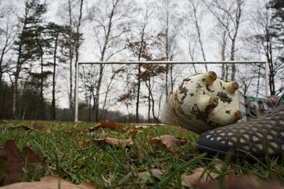 Close-up of mushrooms growing on field