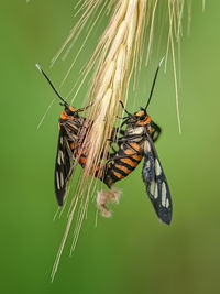 Close-up of butterfly on flower