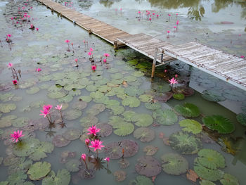 High angle view of pink water lily in lake