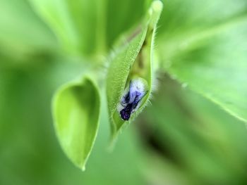 Close-up of purple flower bud