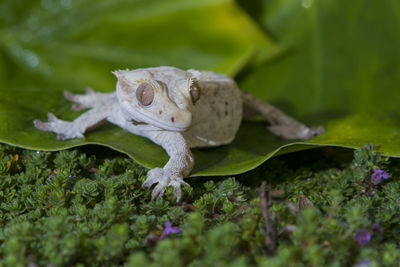 Close-up of frog on plant