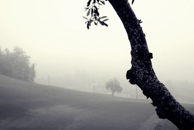 Close-up of tree against clear sky