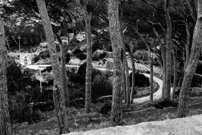 Abandoned trees in forest