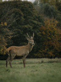 Donkey standing on field