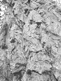 Full frame shot of tree trunk