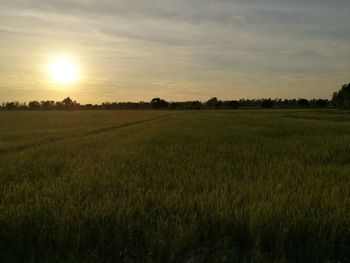 Scenic view of field against sky during sunset