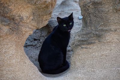 Portrait of black cat sitting outdoors